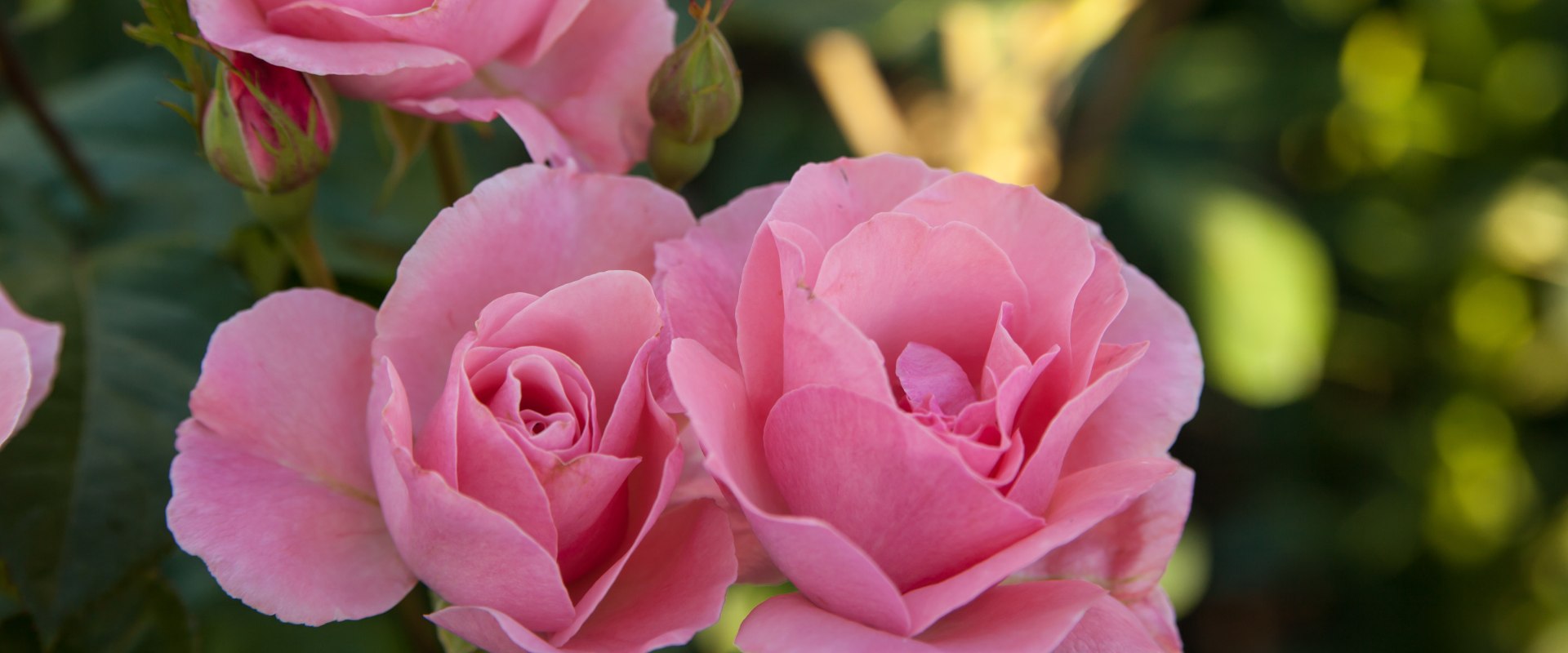 Velvet Rose & Oud: A Comprehensive Fragrance Review